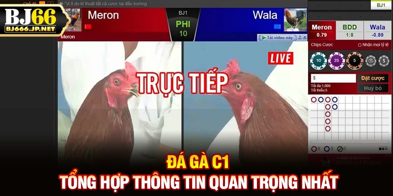 Đá gà C1 - Tổng Hợp Thông Tin Quan Trọng Nhất